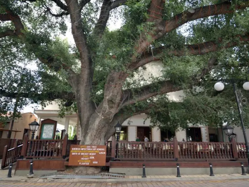 The century-old oak tree in the village square of Kato Pyrgos