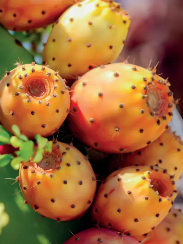 Ripe prickly pears on a cactus